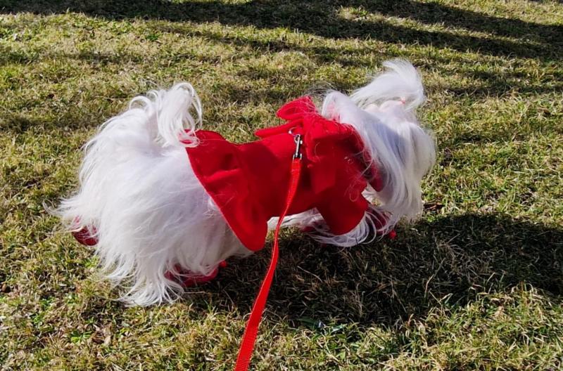 Sofia of the Ulvi2016 family