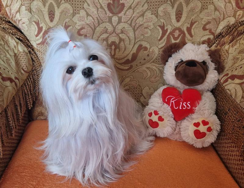 Sofia of the Ulvi2016 family