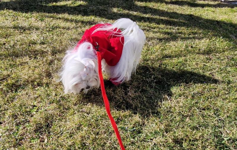 Sofia of the Ulvi2016 family