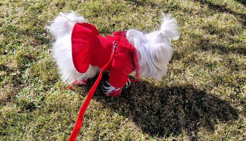 Sofia of the Ulvi2016 family