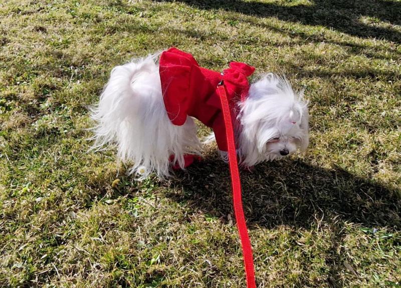 Sofia of the Ulvi2016 family