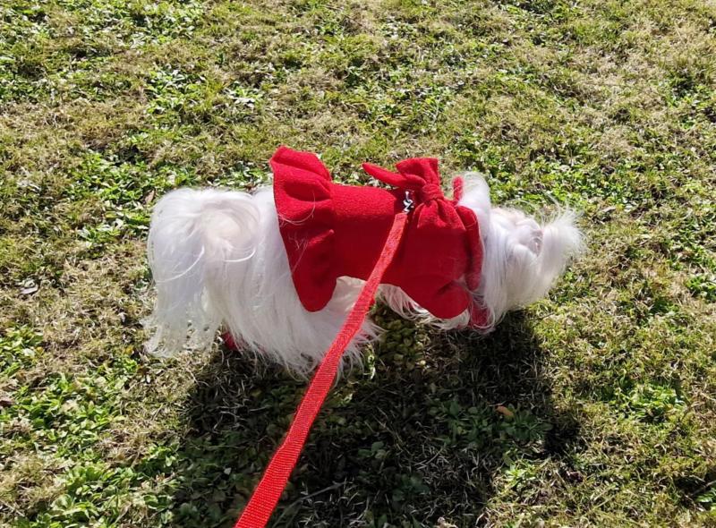 Sofia of the Ulvi2016 family