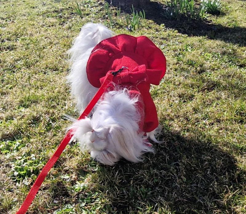 Sofia of the Ulvi2016 family