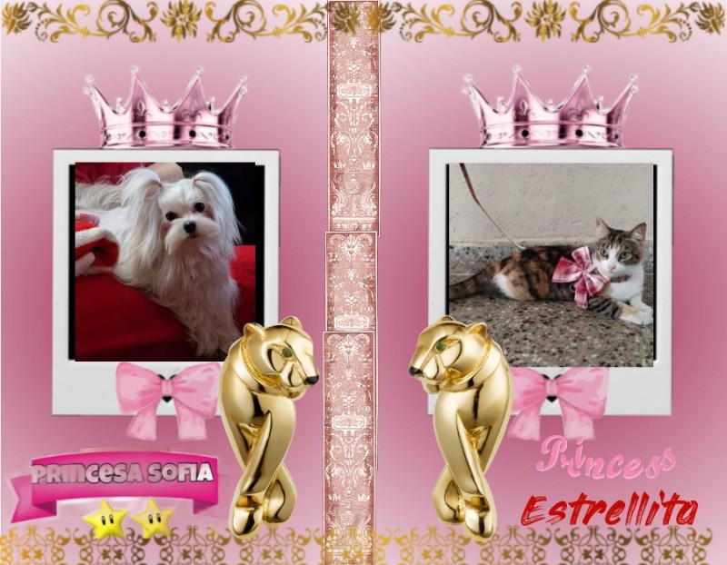 Sofia of the Ulvi2016 family
