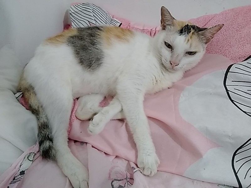 Novie of the Zeph317 family