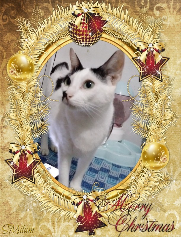 Tiffany of the Zeph317 family