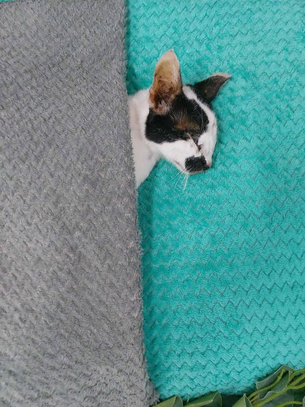 Tiffany of the Zeph317 family