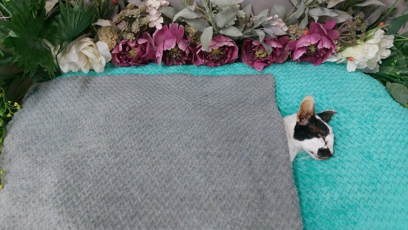 Tiffany of the Zeph317 family