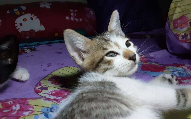 Zeph317 uploaded   5 year/s ago