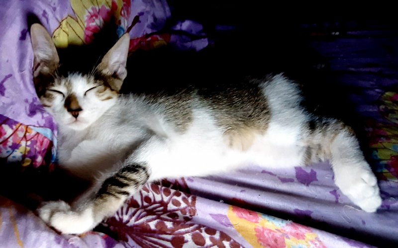 Zeph317 uploaded   5 year/s ago