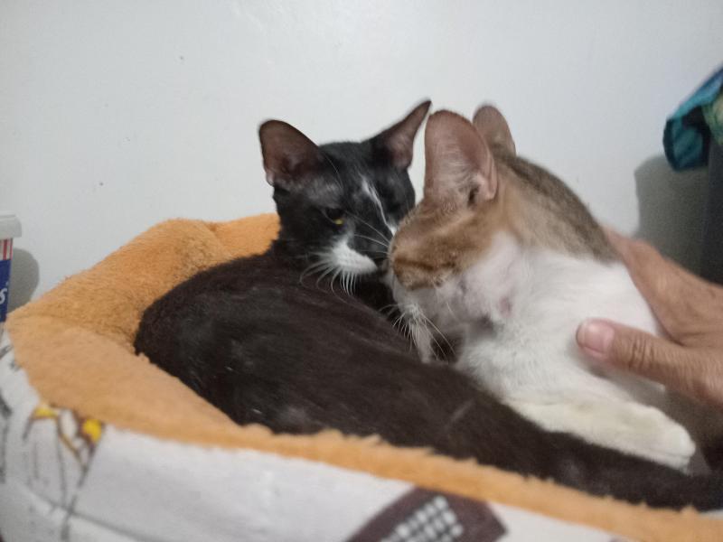 Trixie of the Zeph317 family