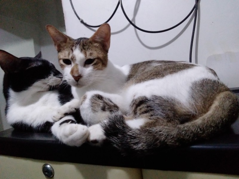 Trixie of the Zeph317 family