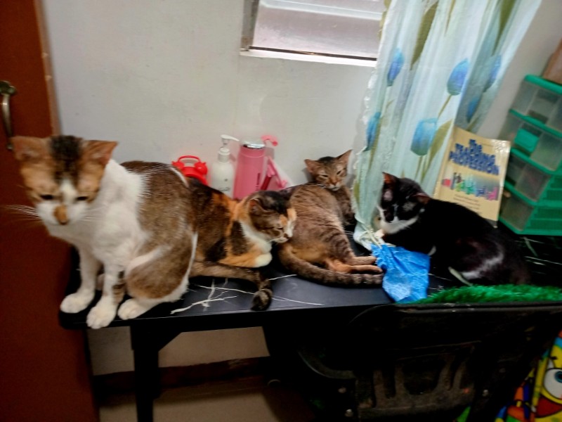 Izzy of the Zeph317 family