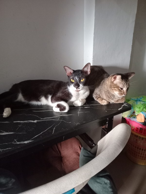 Izzy of the Zeph317 family