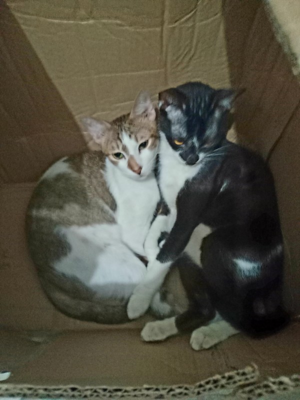 Izzy of the Zeph317 family