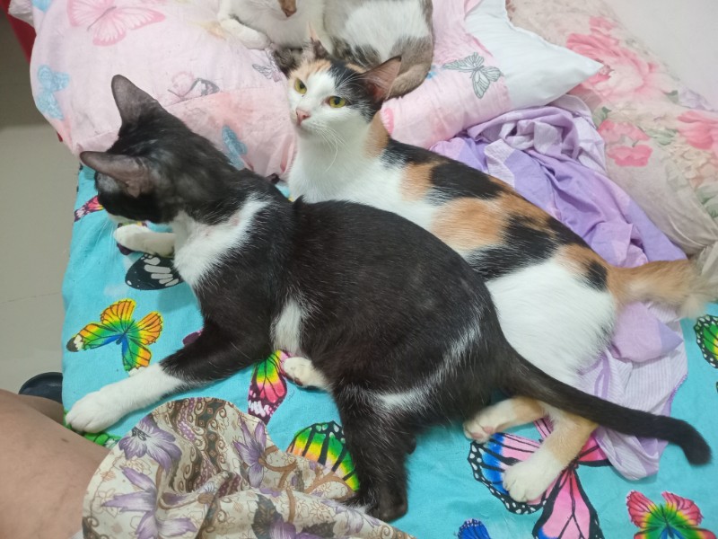 Izzy of the Zeph317 family