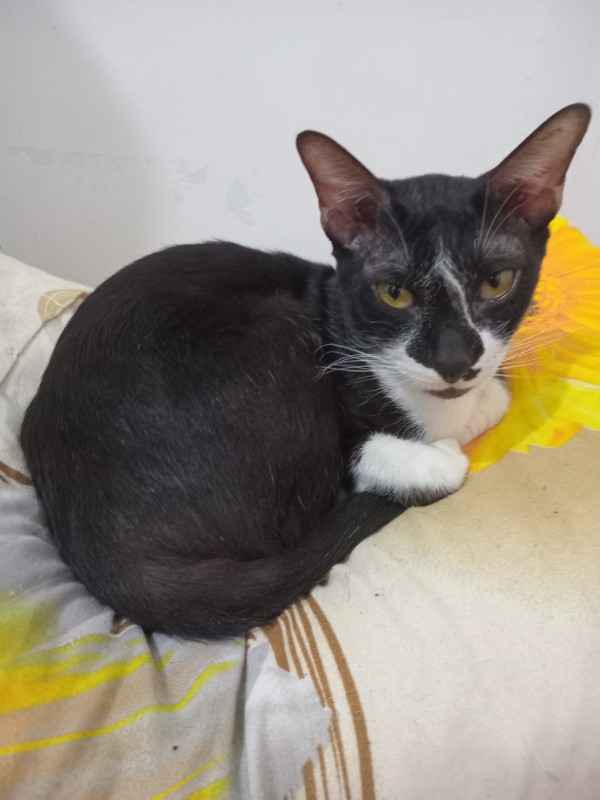 Izzy of the Zeph317 family