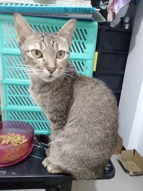 Rintine of the Zeph317 family