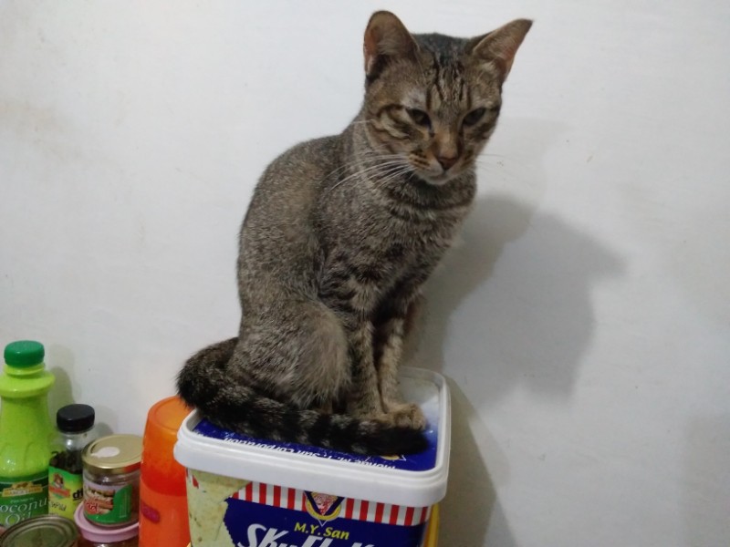 Rintine of the Zeph317 family