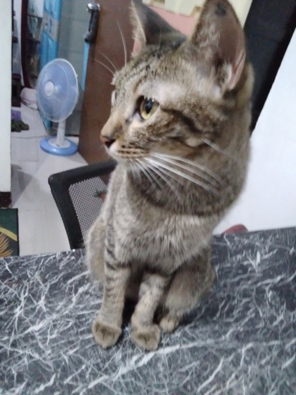 Rintine of the Zeph317 family