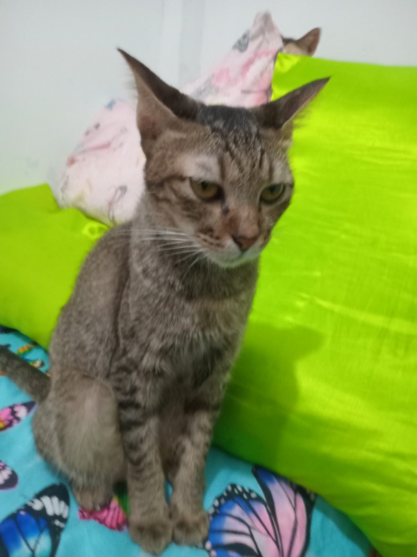 Rintine of the Zeph317 family