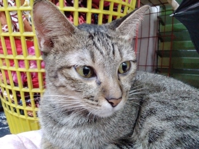 Rintine of the Zeph317 family