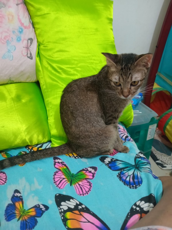 Rintine of the Zeph317 family