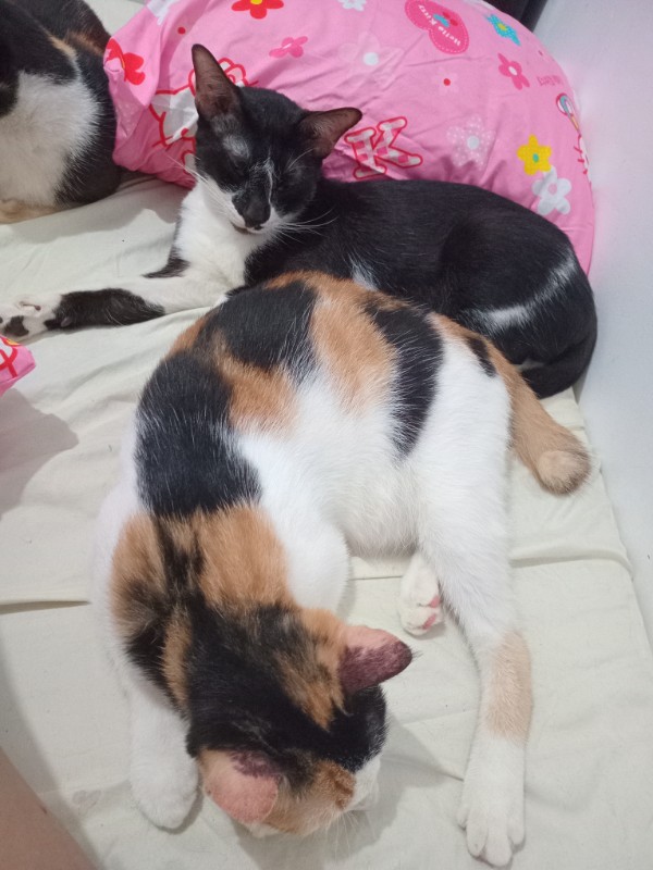 Stephenie of the Zeph317 family