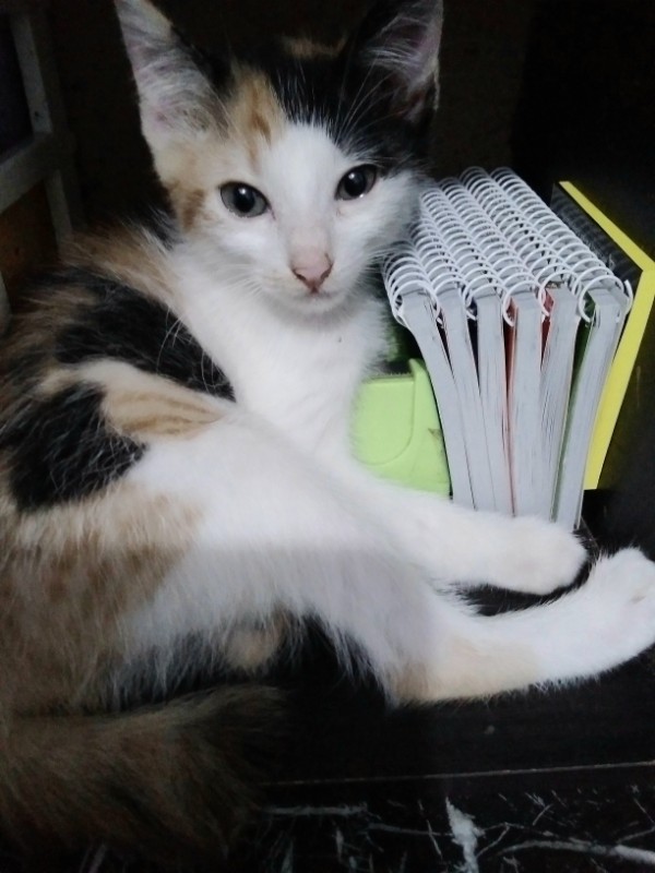 Zeph317 uploaded   1 year/s ago