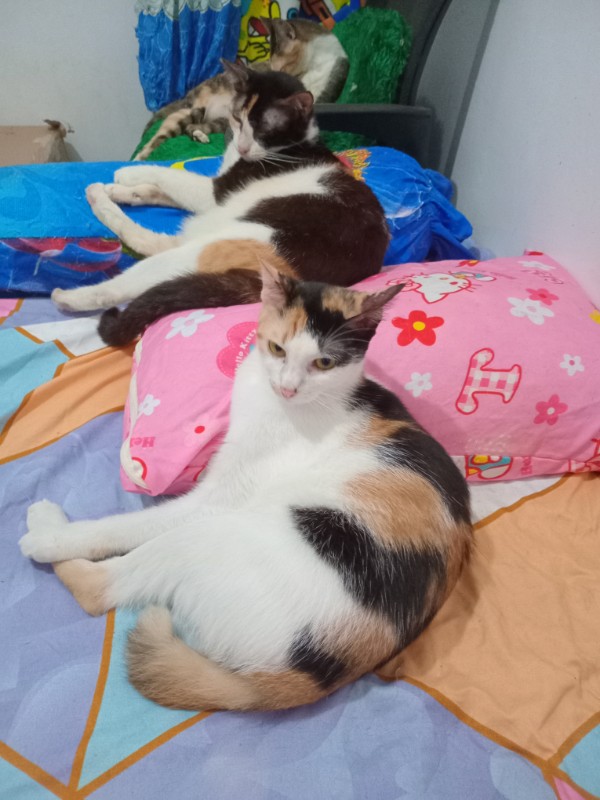 Stephenie of the Zeph317 family