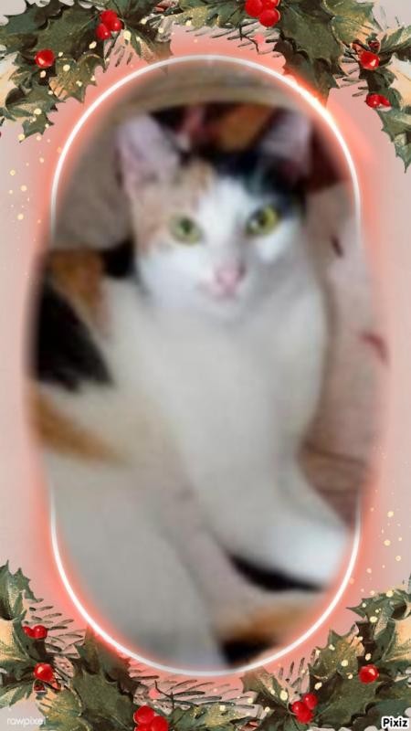 Stephenie of the Zeph317 family