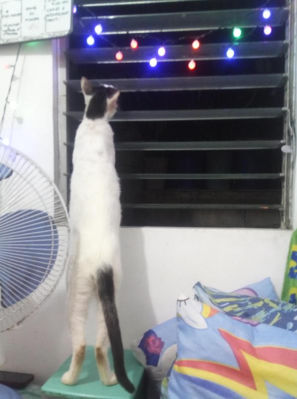 Pauly of the Zeph317 family