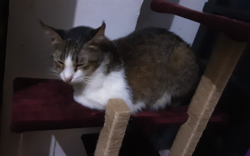 Octymaine of the Zeph317 family