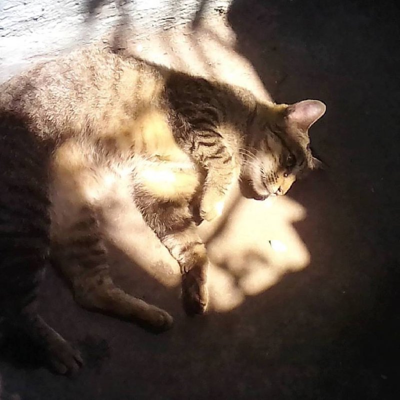 Nyinganying of the Zeph317 family