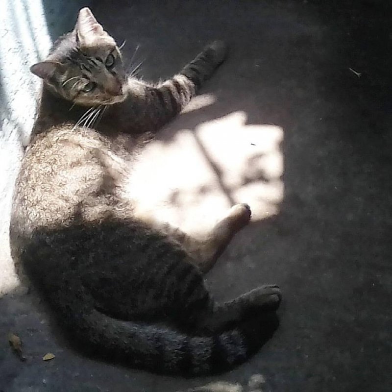 Nyinganying of the Zeph317 family