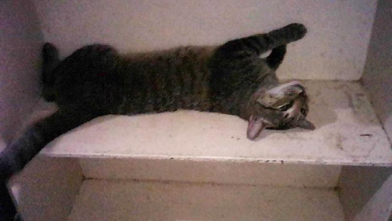 Nyinganying of the Zeph317 family