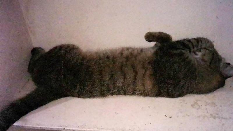 Nyinganying of the Zeph317 family