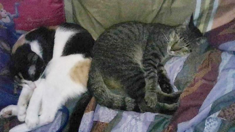 Nyinganying of the Zeph317 family