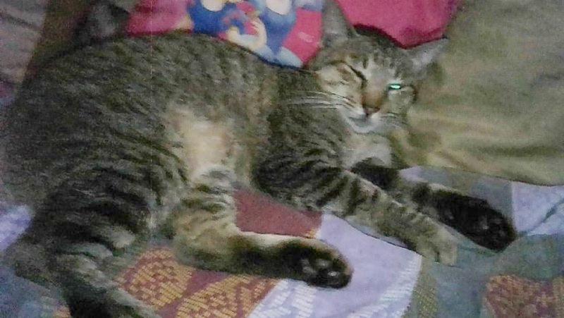 Nyinganying of the Zeph317 family