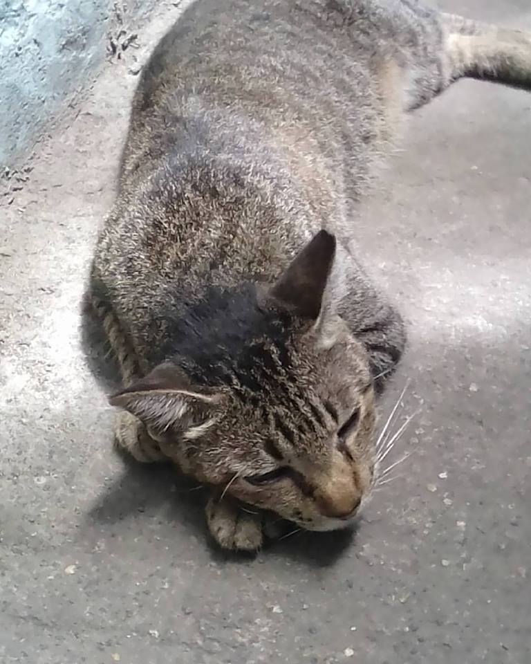 Nyinganying of the Zeph317 family