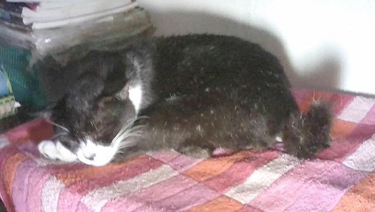 Zorro of the Zeph317 family