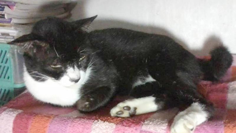 Zorro of the Zeph317 family