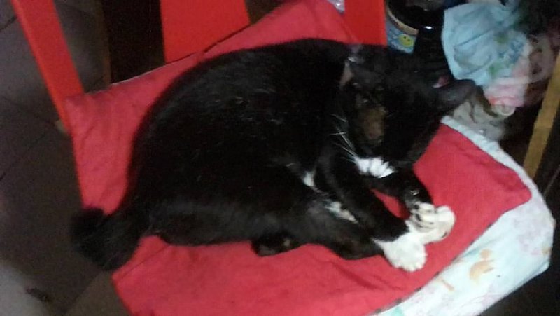 Zorro of the Zeph317 family