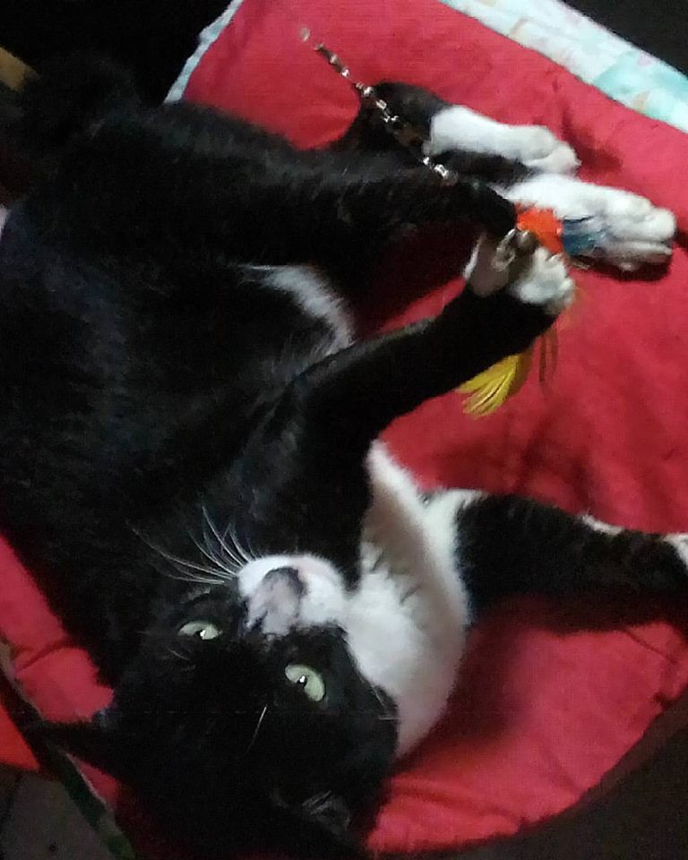 Zorro of the Zeph317 family