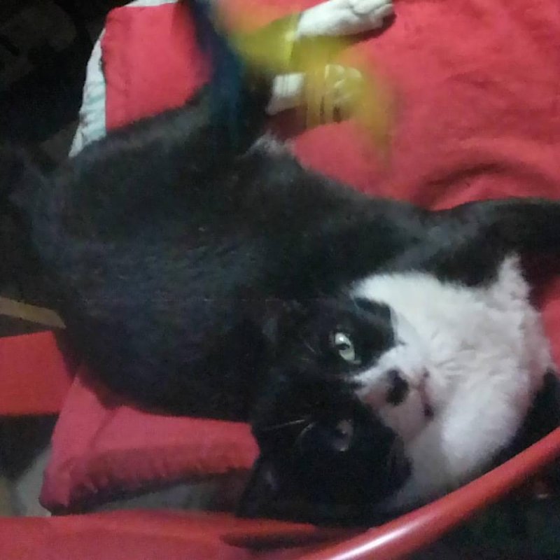 Zorro of the Zeph317 family