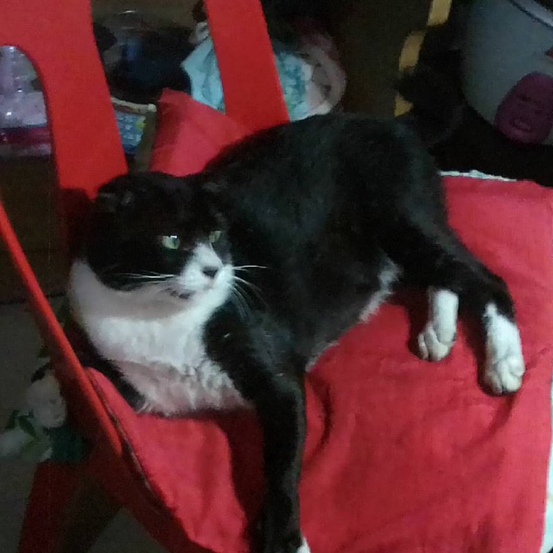 Zorro of the Zeph317 family