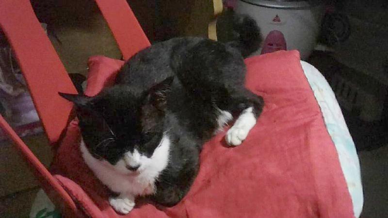 Zorro of the Zeph317 family