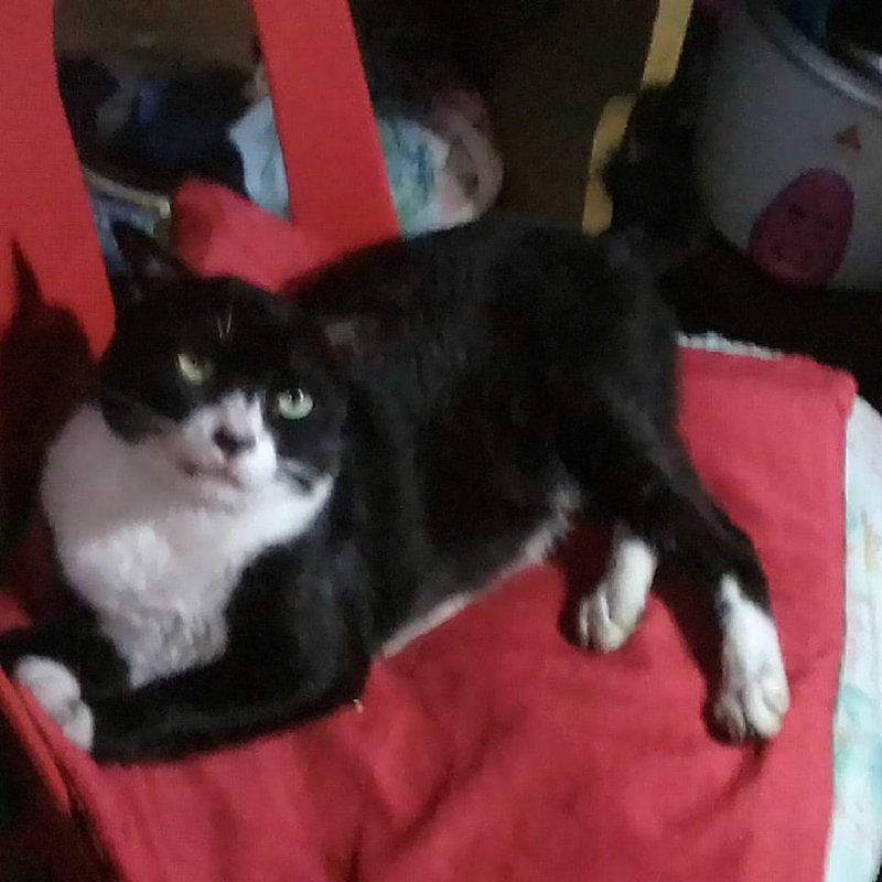 Zorro of the Zeph317 family