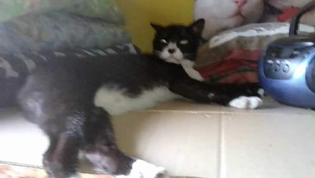 Zorro of the Zeph317 family