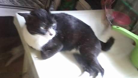 Zorro of the Zeph317 family